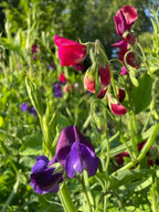 Sweet Pea Old Spice Starry Night purple and deep pink flowers in bright sunlight