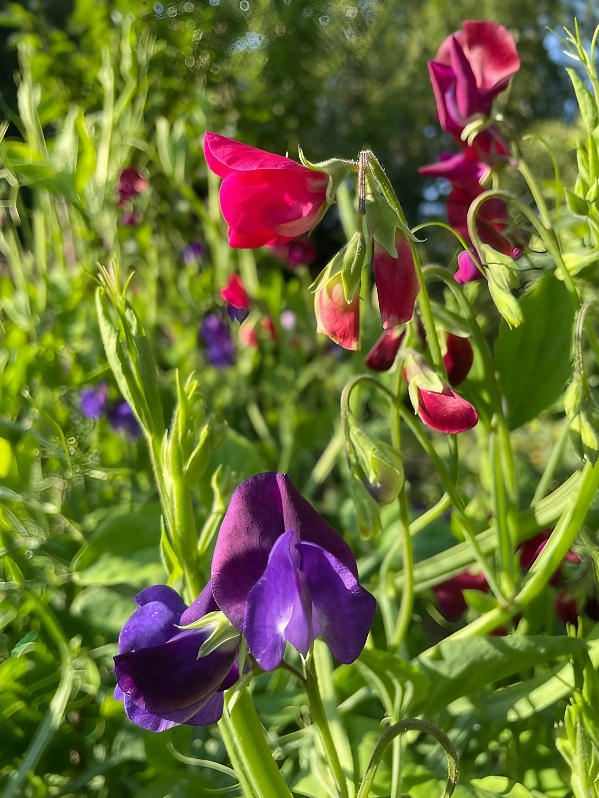 Sweet Pea Old Spice Starry Night purple and deep pink flowers in bright sunlight