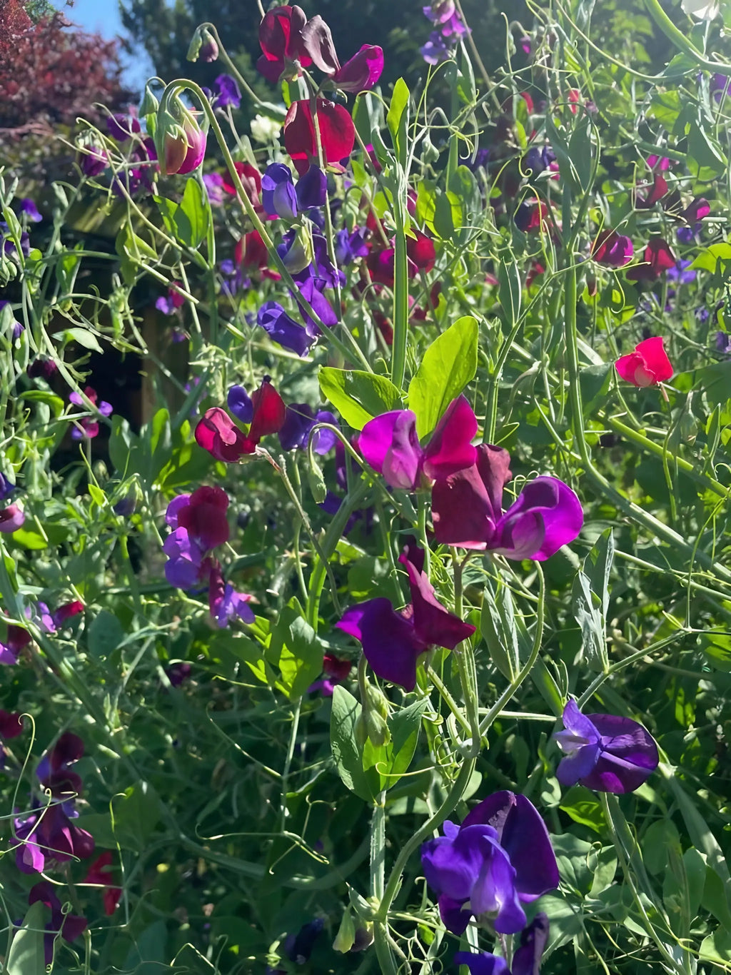 Sweet Pea Old Spice Starry Night – purple, pink and red blooms over green foliage in sun