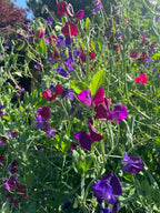 Sweet Pea Old Spice Starry Night – purple, pink and red blooms over green foliage in sun