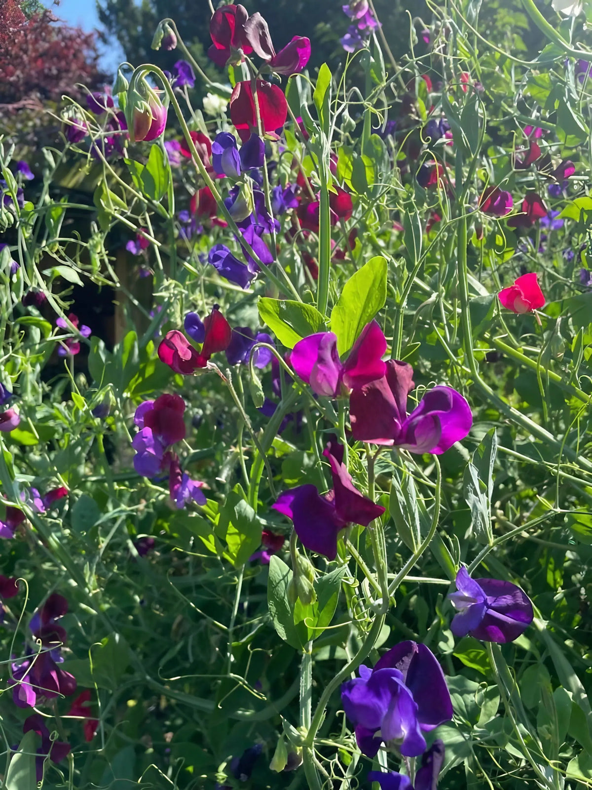 Sweet Pea Old Spice Starry Night – purple, pink and red blooms over green foliage in sun