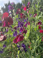 Sweet Pea Old Spice Starry Night close-up of deep red, purple and magenta flowers in sunlight