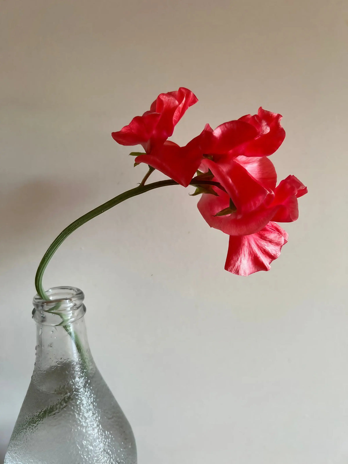 Single stem of Sweet Pea Parfume Edith Flanagan in a dewy glass bottle on beige