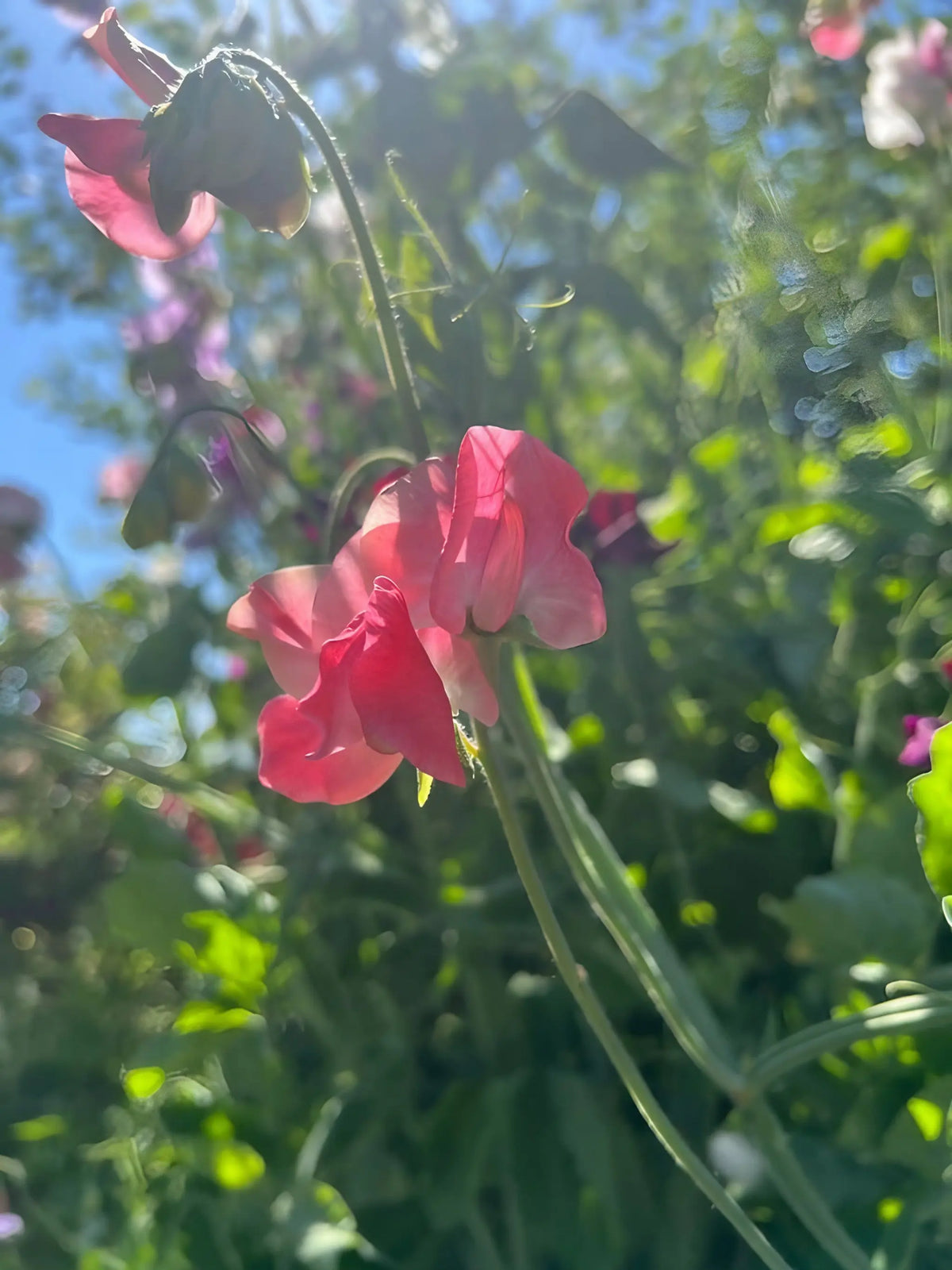 Sweet Pea Parfume Edith Flanagan Spencer blooms and leaves in soft sunlight with blue sky above