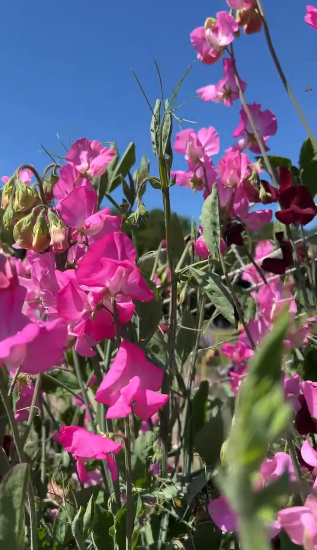 Sweet Pea Parfume Millennium vivid pink Spencer flowers and buds against blue sky