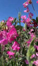 Sweet Pea Parfume Millennium vivid pink Spencer flowers and buds against blue sky