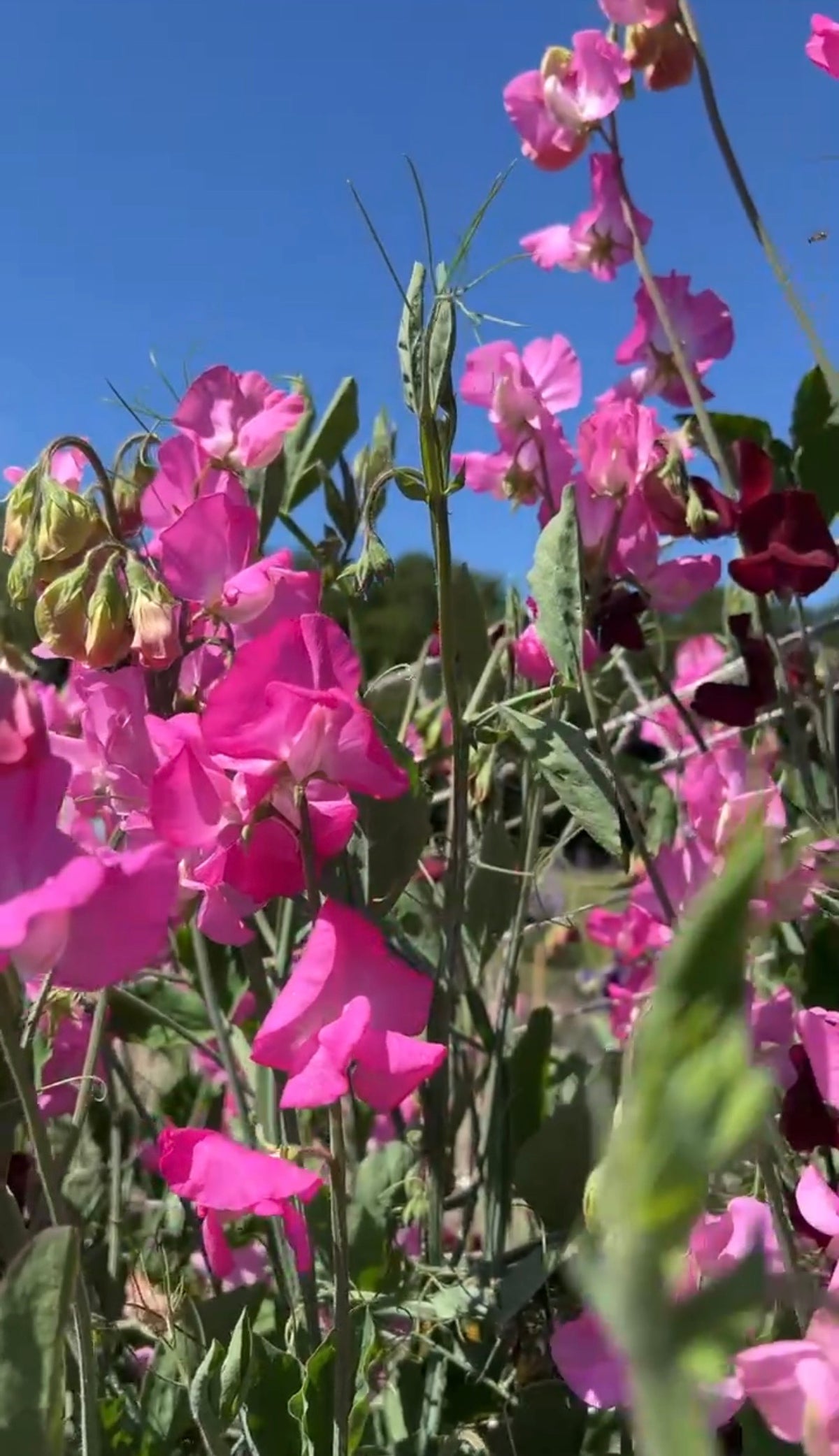 Sweet Pea Parfume Millennium vivid pink Spencer flowers and buds against blue sky