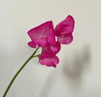 Single stem of pink Sweet Pea Parfume Millennium on a white background