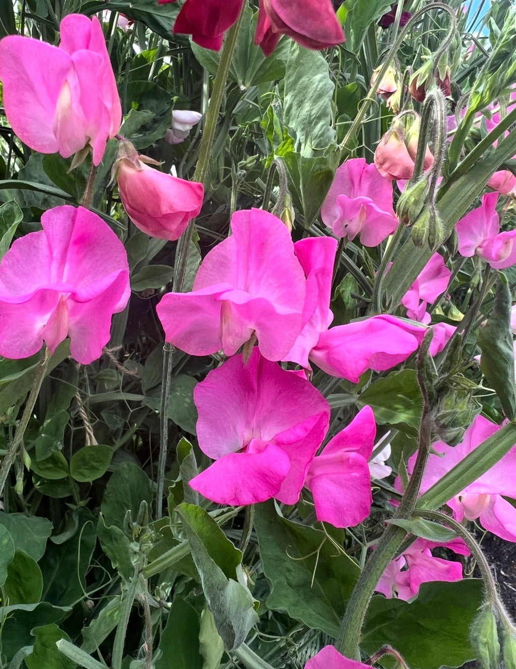 Clusters of Sweet Pea Parfume Millennium pink and crimson blooms among green leaves