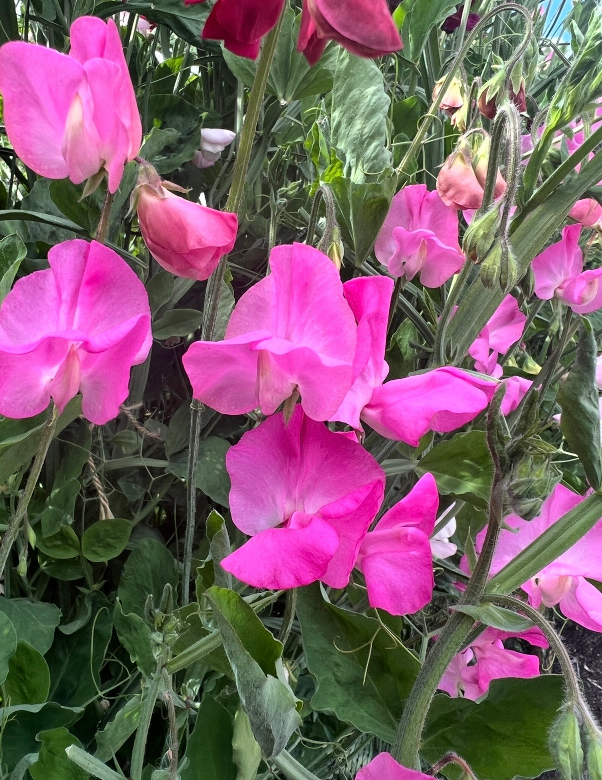 Clusters of Sweet Pea Parfume Millennium pink and crimson blooms among green leaves