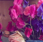 Sweet Pea Parfume Millennium in a blue vase with a pale pink rose against wood
