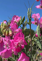 Sweet Pea Parfume Millennium bright pink and crimson flowers, buds and leaves in sunlight