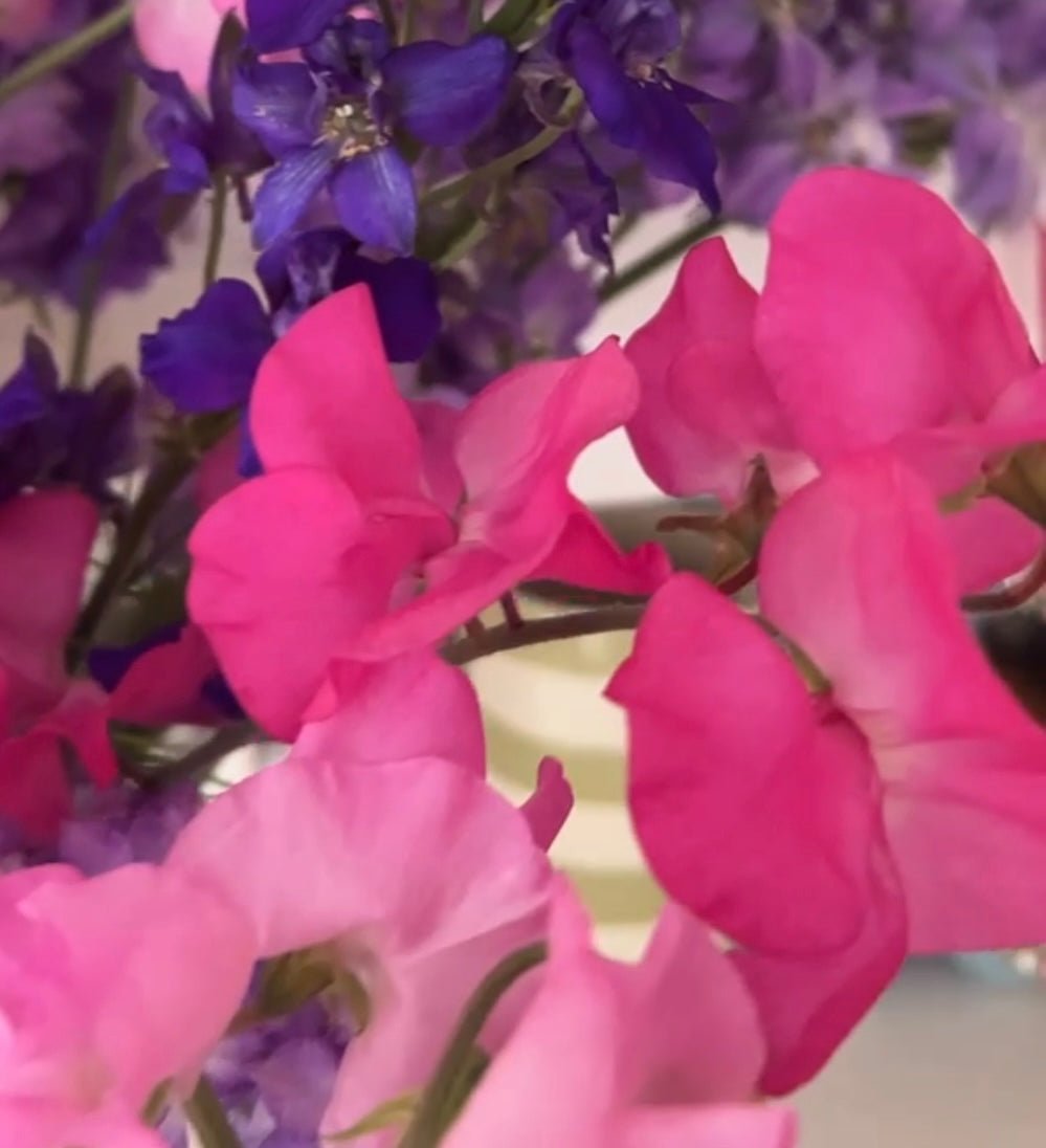 Close-up of Sweet Pea Parfume Millennium pink, purple and crimson petals on a blurred background