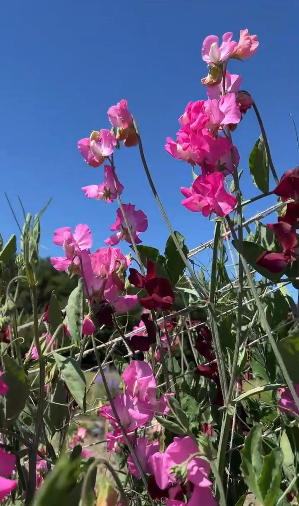 Tall Sweet Pea Parfume Millennium plants with bright pink and crimson flowers and green foliage