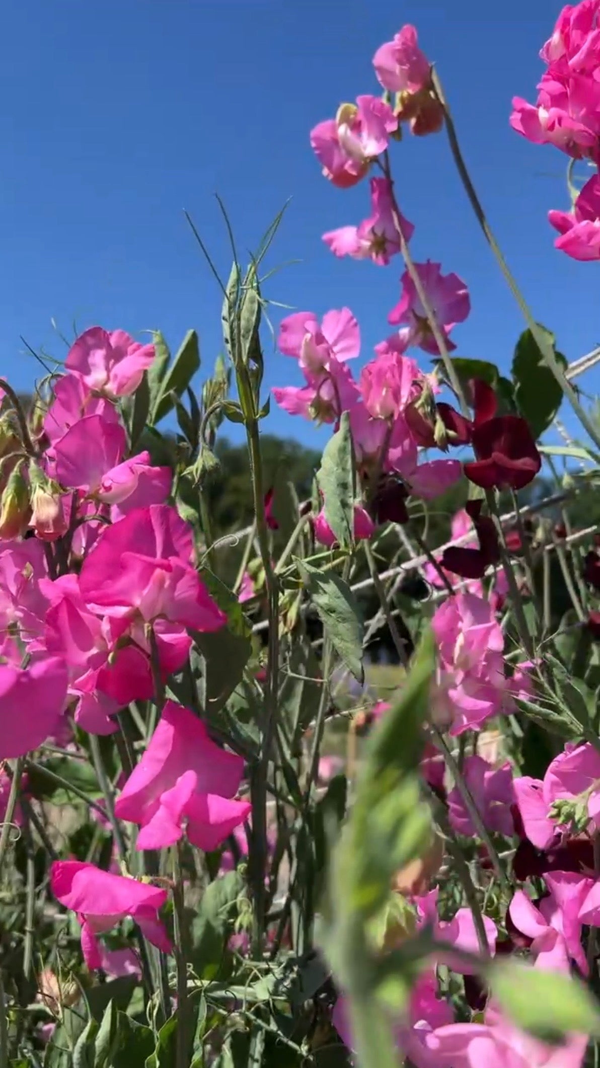 Sweet Pea Parfume Millennium pink blooms on leafy stems against a sunny blue sky