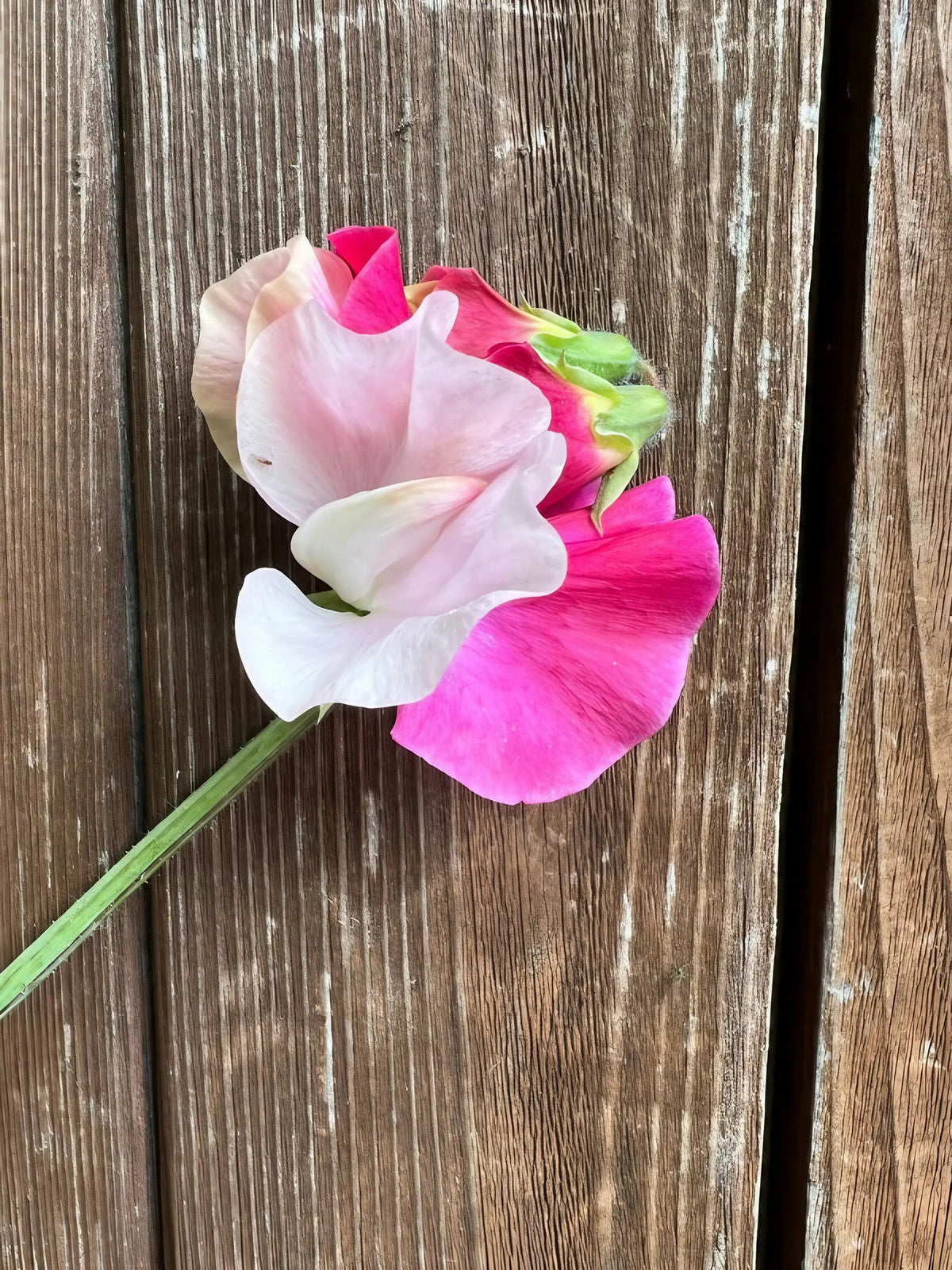 Small green tree frog resting on a Sweet Pea Parfume Promise flower on wood