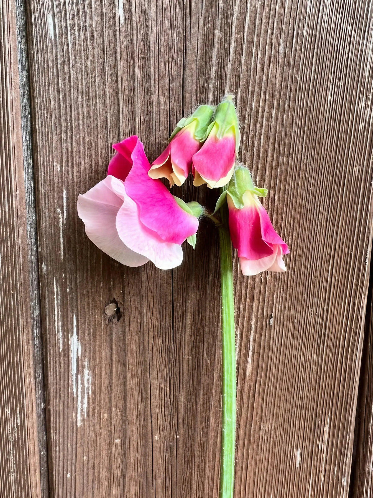 Three pink and white Sweet Pea Parfume Promise blooms against a weathered wooden fence