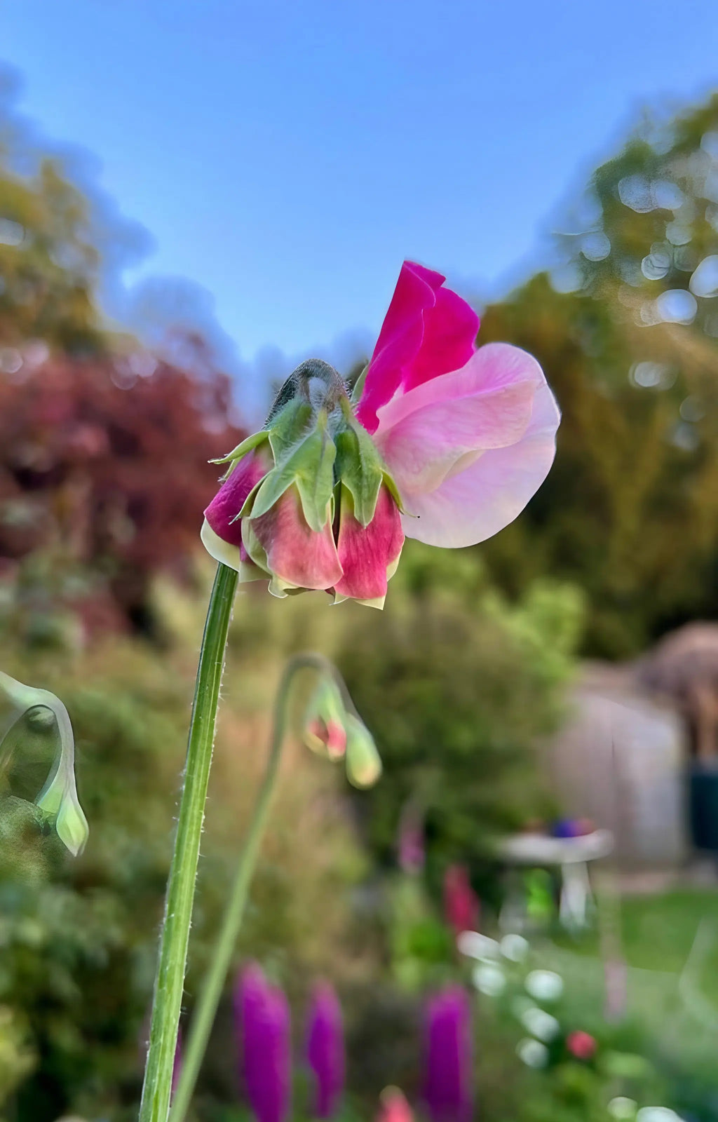 Sweet Pea Parfume Promise close-up of pink and white bicolour petals in the garden