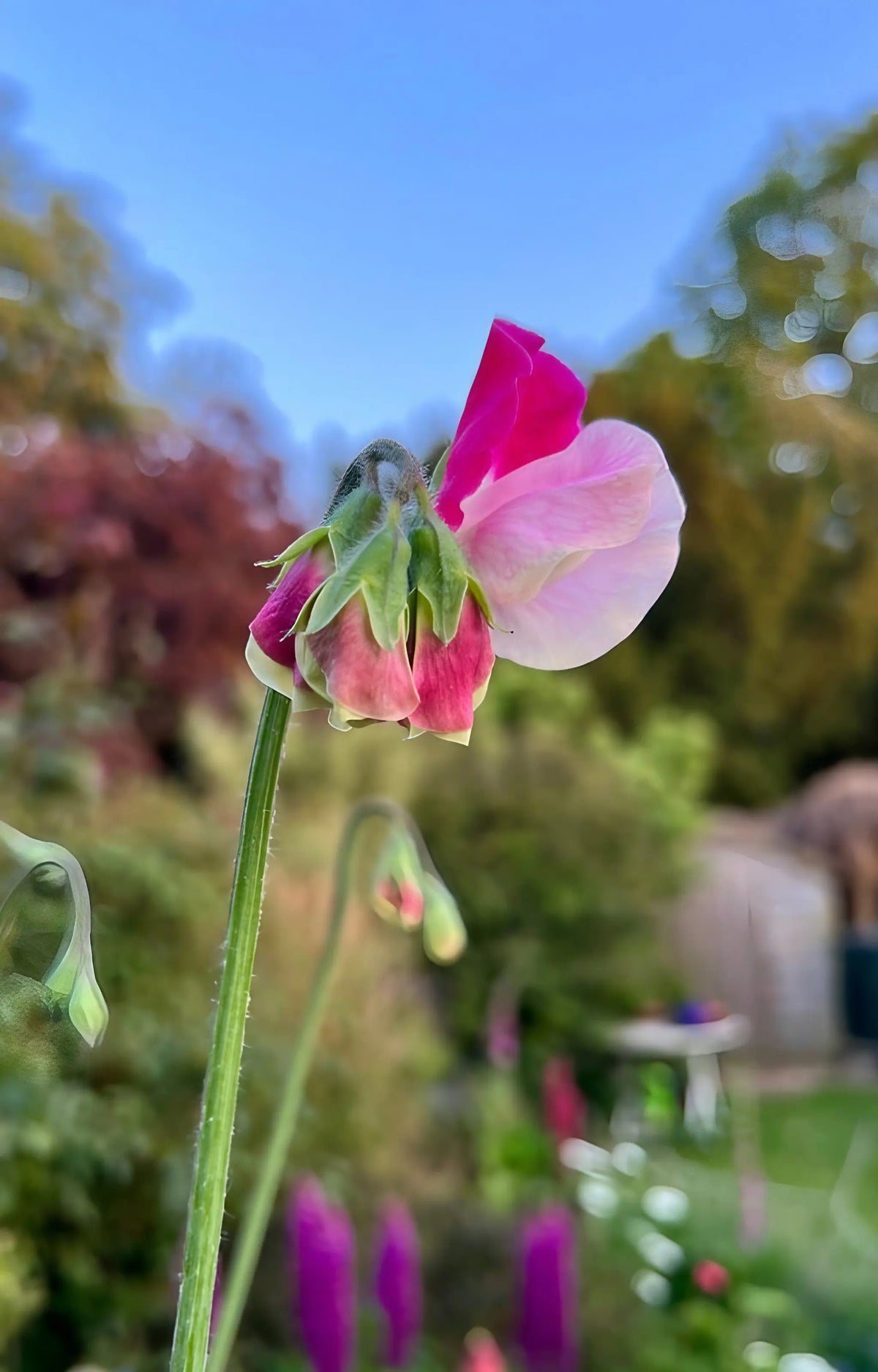 Sweet Pea Parfume Promise close-up of pink and white bicolour petals in the garden