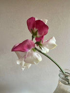 Sweet Pea Parfume Promise pink and white flowers in a glass vase on a pale background