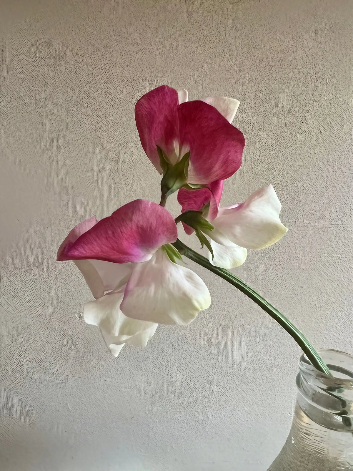 Sweet Pea Parfume Promise pink and white flowers in a glass vase on a pale background