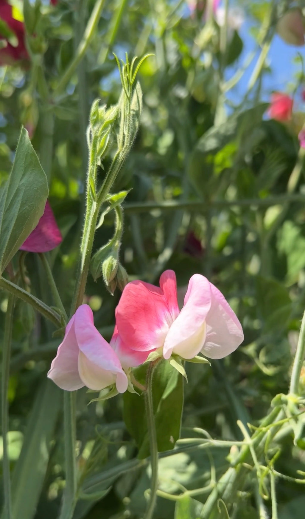 Sweet Pea Parfume Promise pink blooms with green leaves and stems on a blurred background