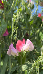 Sweet Pea Parfume Promise pink blooms with green leaves and stems on a blurred background