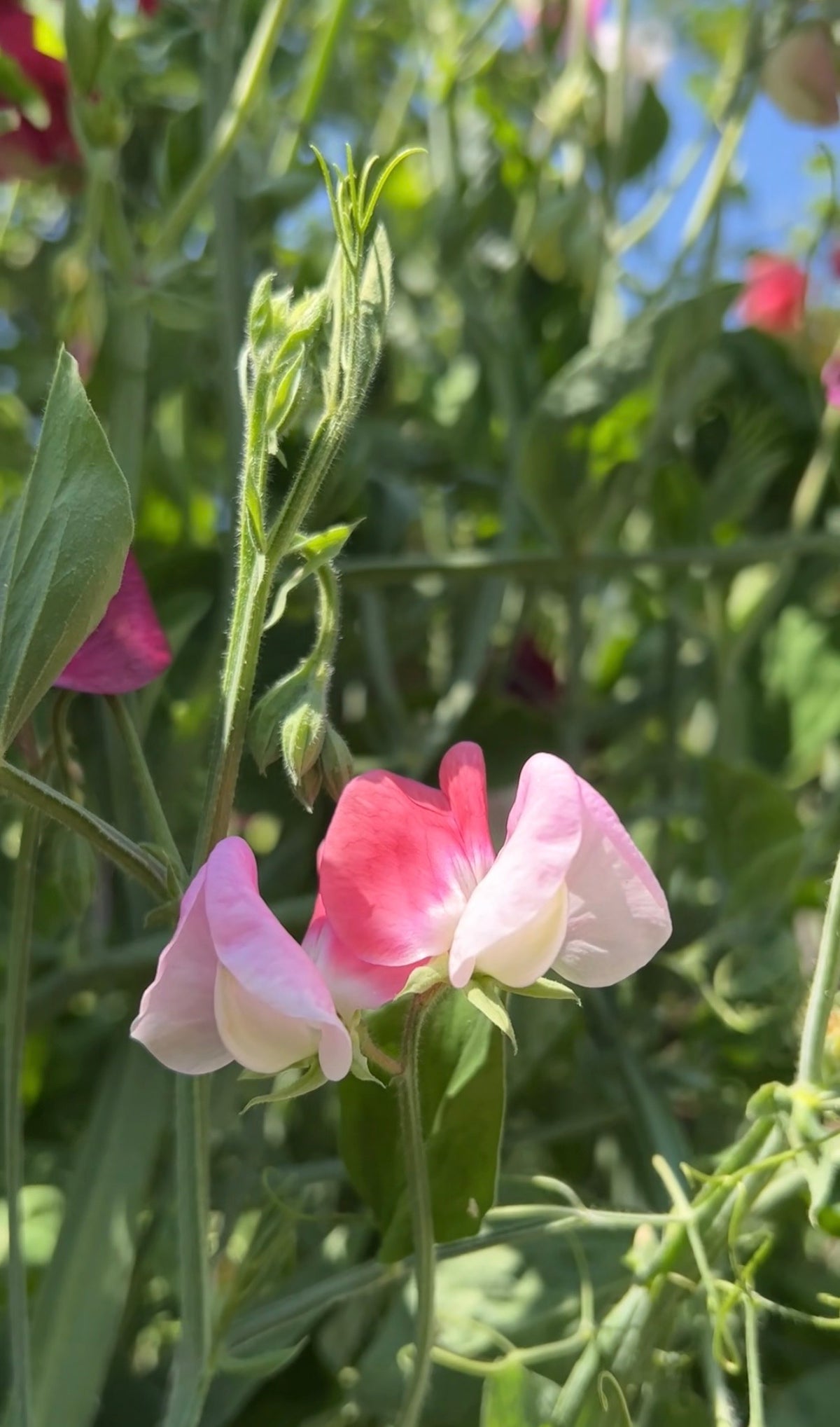 Sweet Pea Parfume Promise pink blooms with green leaves and stems on a blurred background