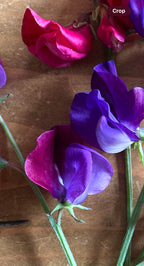 Sweet Pea Purple Pimpernell deep purple and magenta flowers on a wooden surface