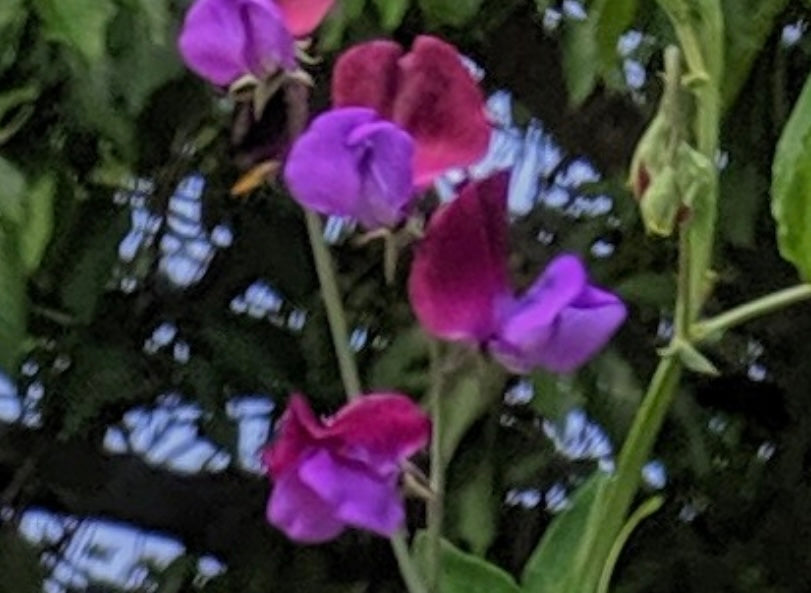 Close-up of Sweet Pea Purple Pimpernell purple and magenta blooms on leafy stems