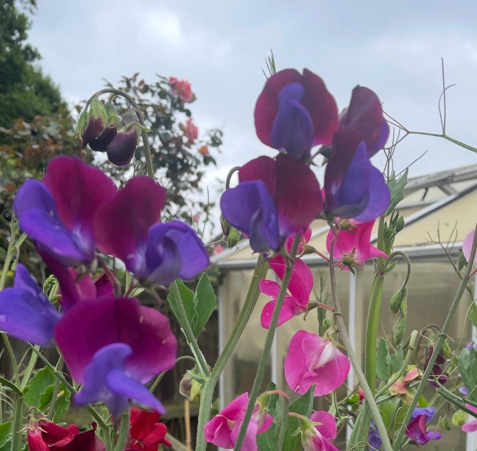 Sweet Pea Purple Pimpernell purple flowers among green leaves and other blooms