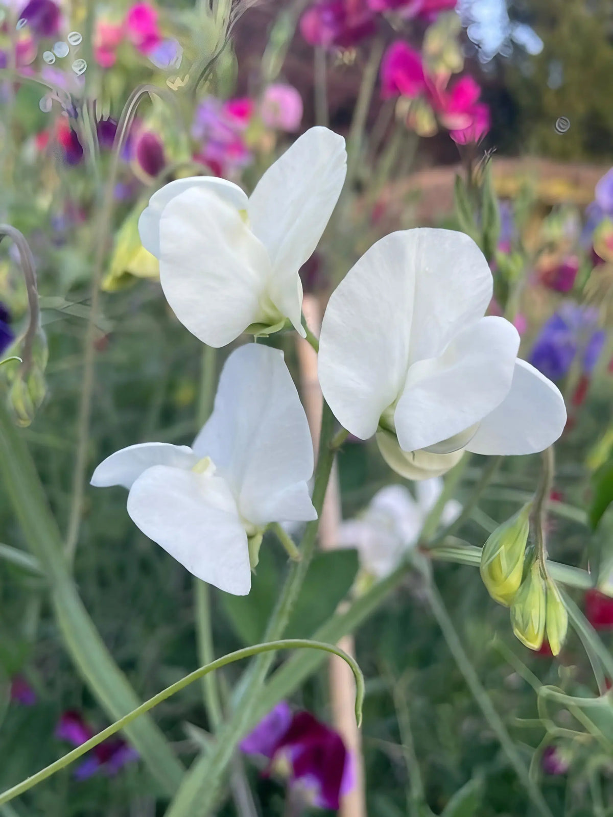 Sweet Pea Swan Lake blooms among green stems with colourful flowers blurred behind