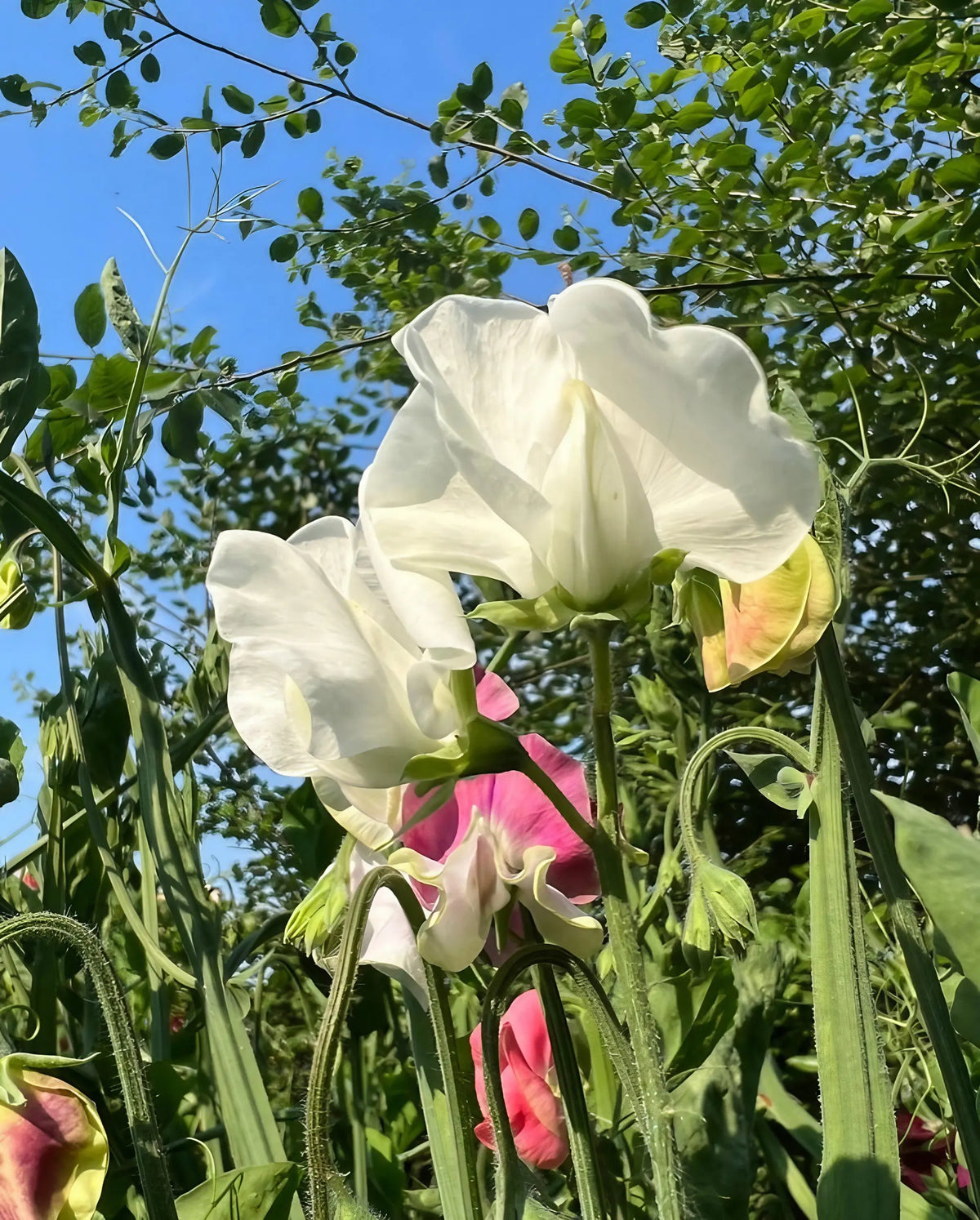 Sweet Pea Swan Lake white and pink long-stemmed blooms with green foliage