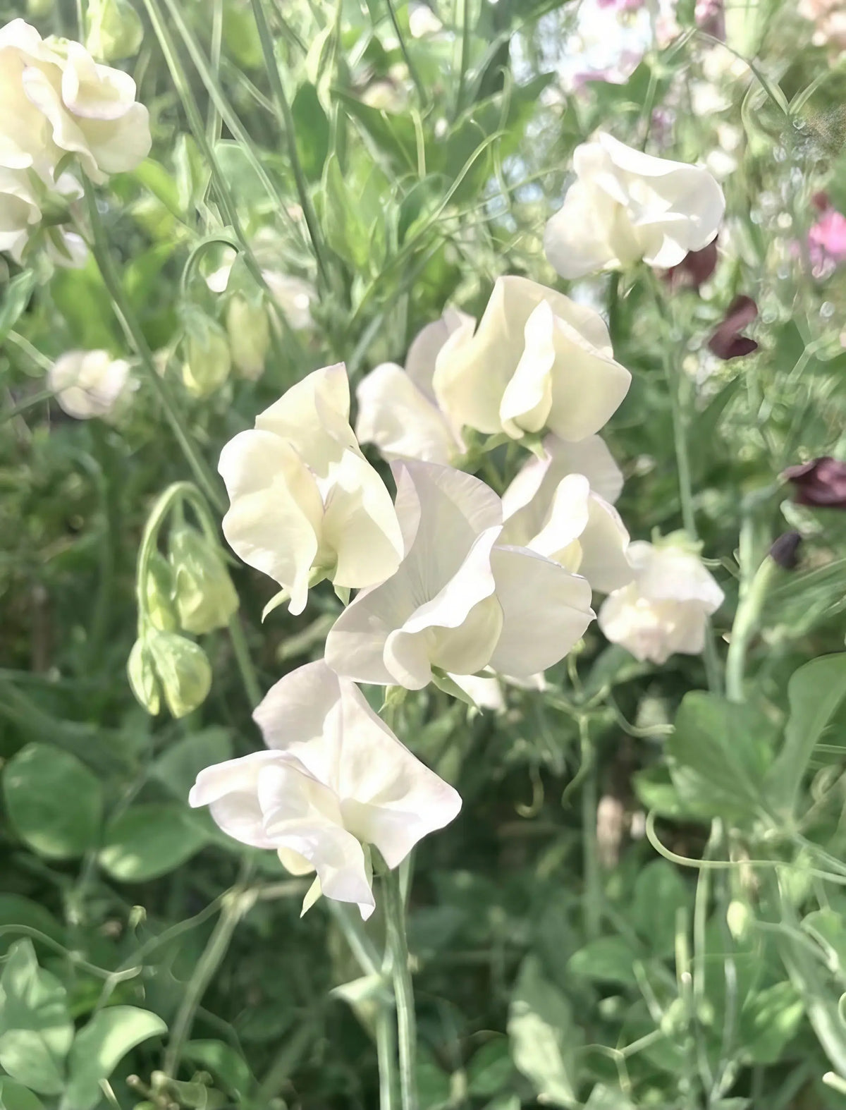 Sweet Pea Swan Lake flowers on long stems with green leaves outdoors