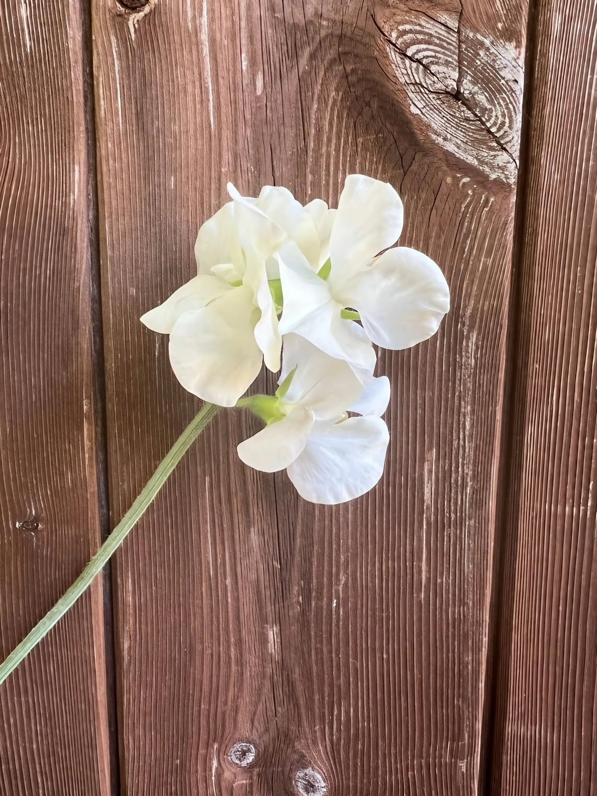 Single white Sweet Pea Swan Lake bloom on a green stem against knotted rustic wood