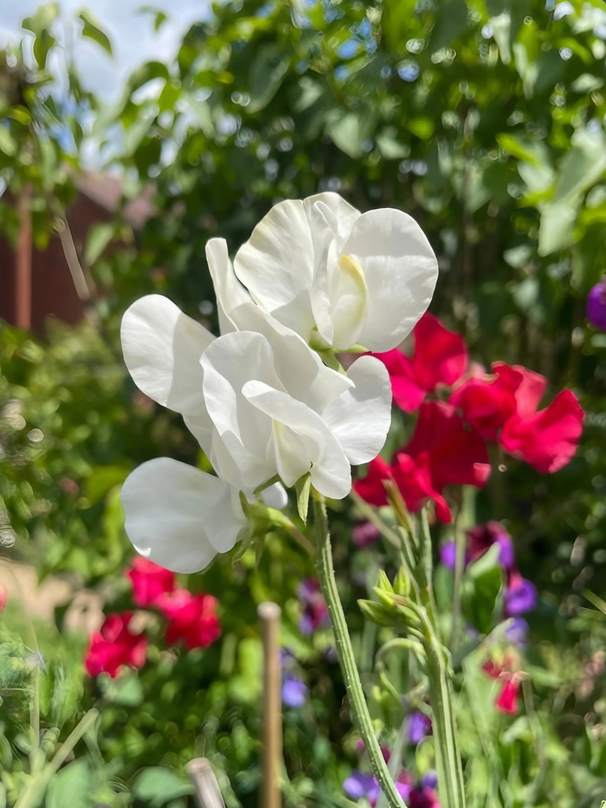 White Sweet Pea Swan Lake flower in sunlight with red and purple blooms behind