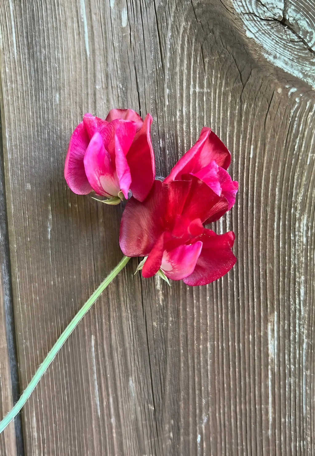 Two crimson Sweet Pea Winston Churchill flowers on green stems against rustic wood