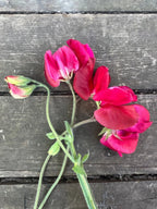 Three pink Sweet Pea Winston Churchill stems with buds on weathered grey wood