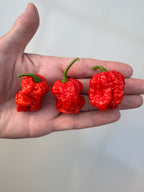 Hand holding three ripe red Texas Reaper Chilli pods with bumpy skins