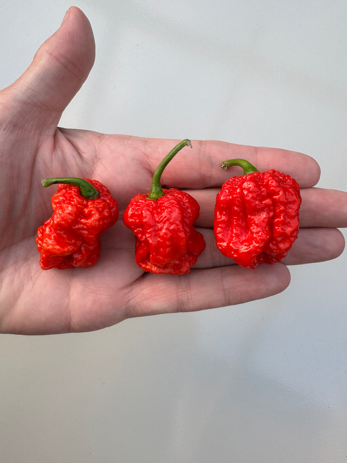 Hand holding three ripe red Texas Reaper Chilli pods with bumpy skins