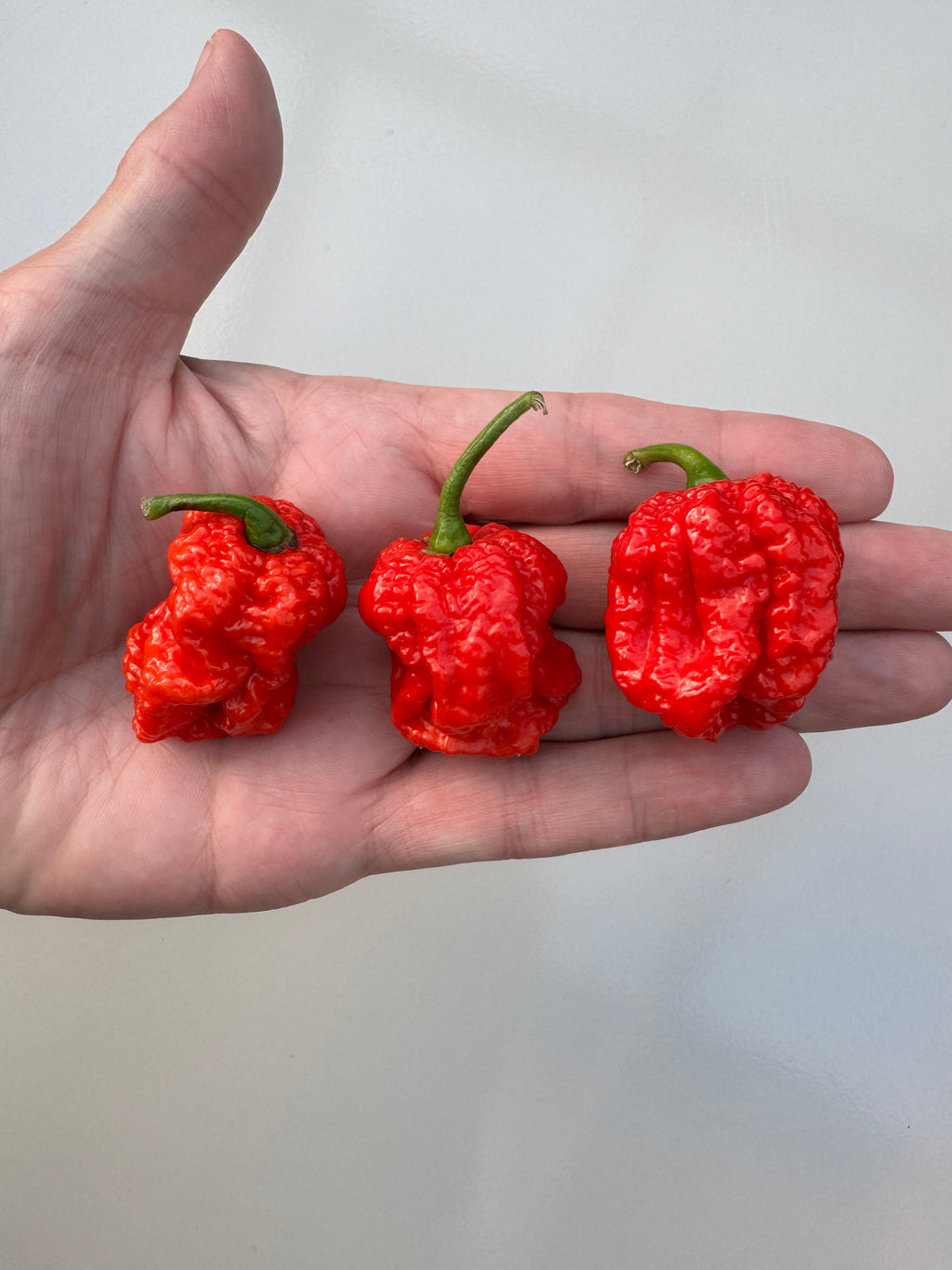 Close-up of three Texas Reaper Chilli pods resting on a palm