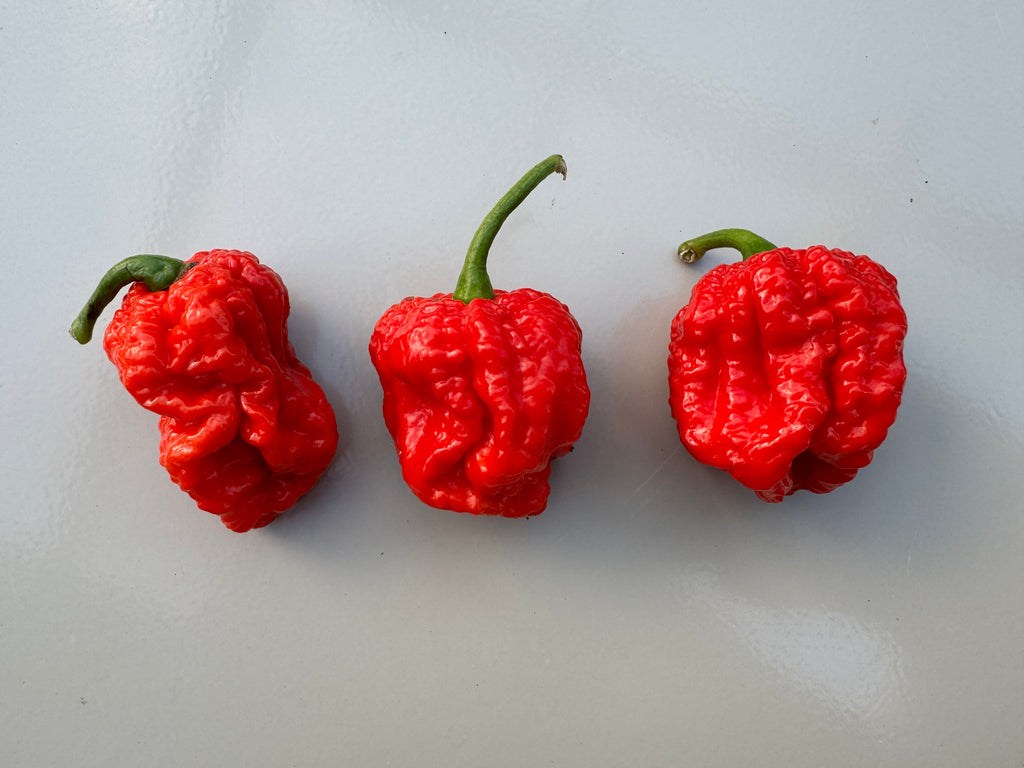 Three red Texas Reaper Chilli pods in a row on a white surface