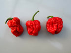 Three red Texas Reaper Chilli pods in a row on a white surface
