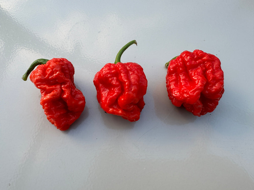 Texas Reaper Chilli – three gnarled red pods lying on a pale surface