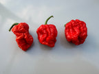 Texas Reaper Chilli – three gnarled red pods lying on a pale surface