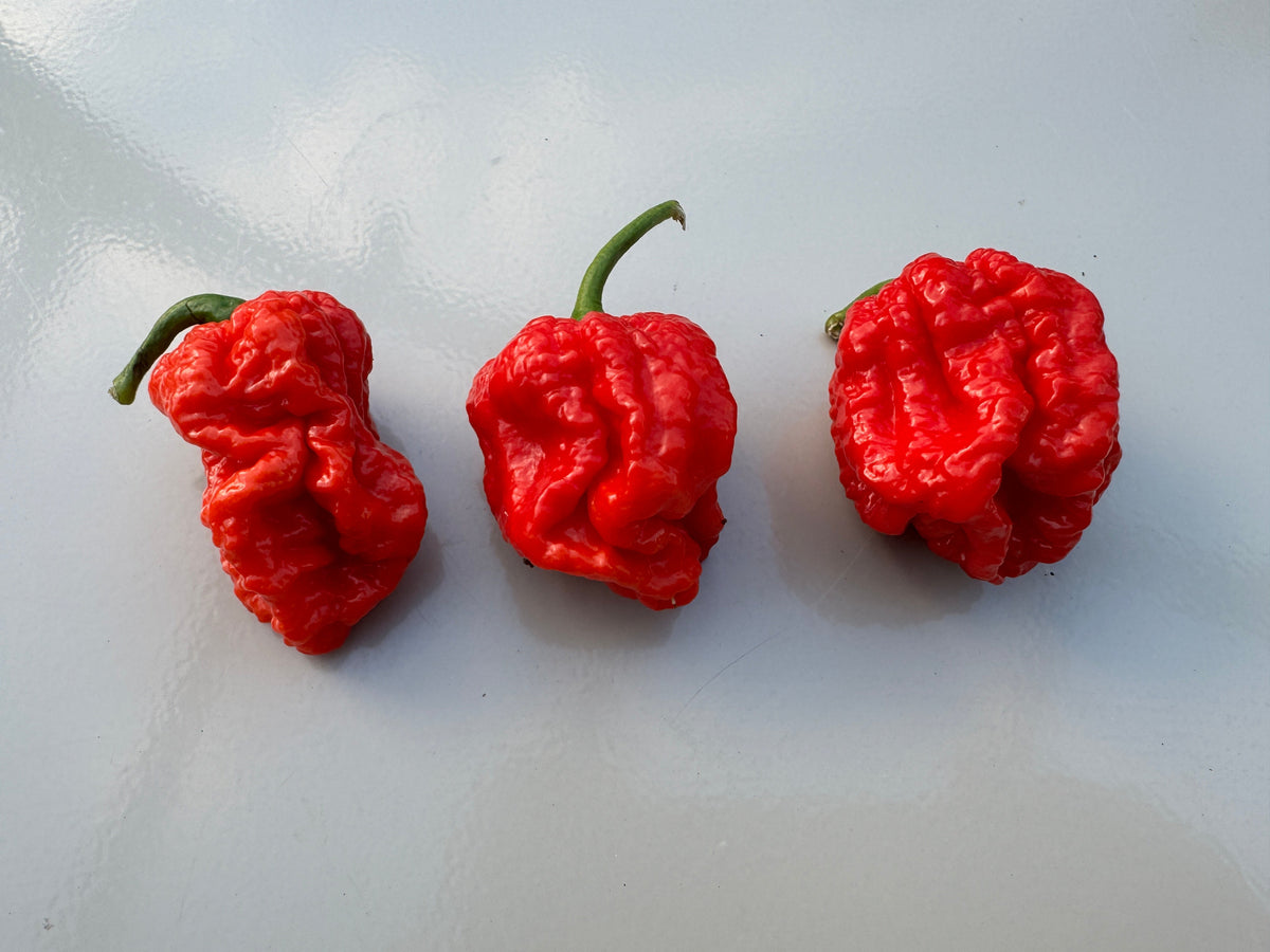 Texas Reaper Chilli – three gnarled red pods lying on a pale surface