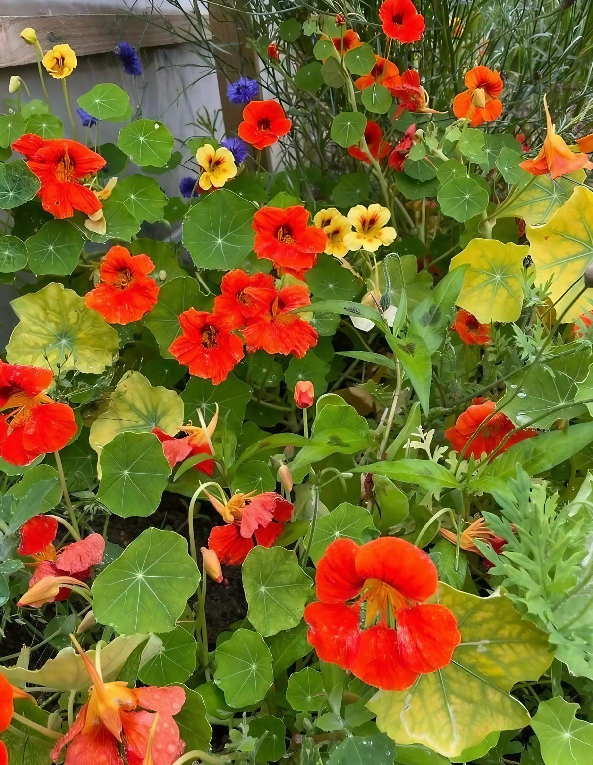 Patio Flower Garden Collection – compact nasturtiums with orange, red and yellow flowers