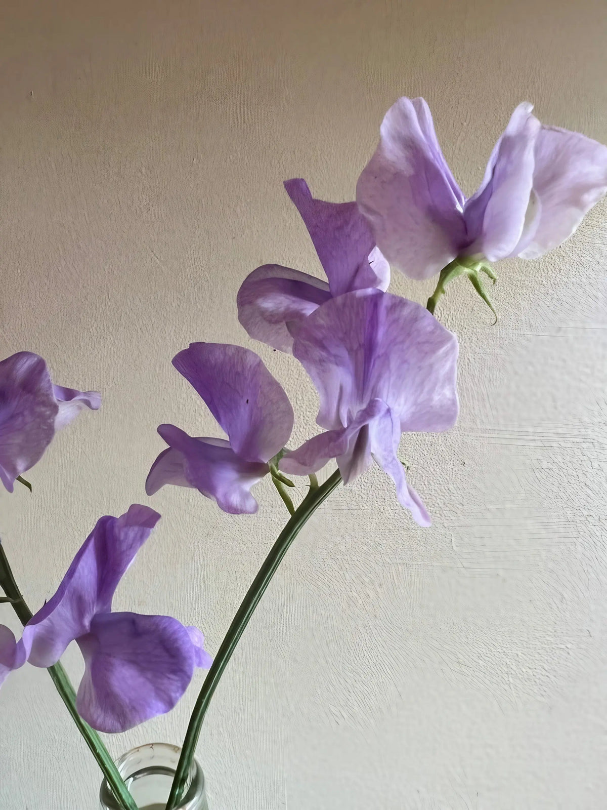 Sweet Pea Collection – pale purple long-stemmed sweet peas in a glass vase