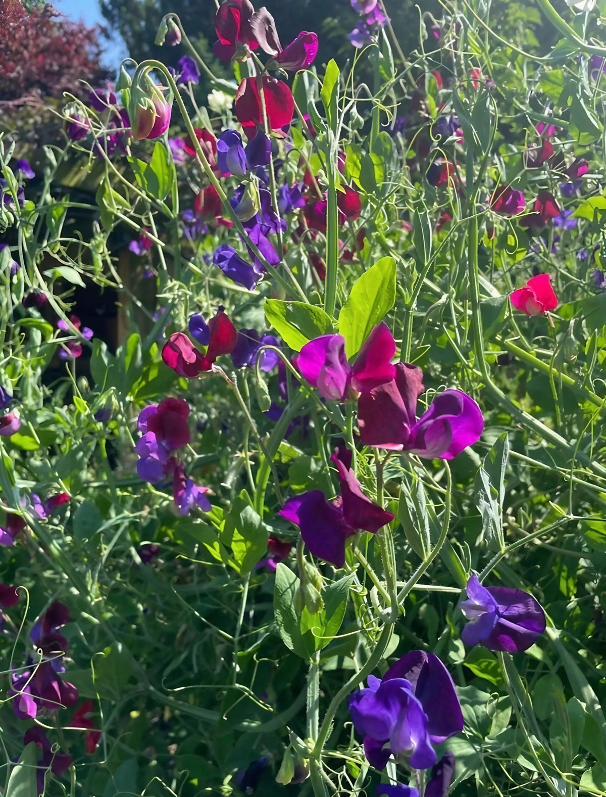 Winter Seed Sowing Flower Box – dense cluster of purple, pink and magenta sweet peas in sunlight