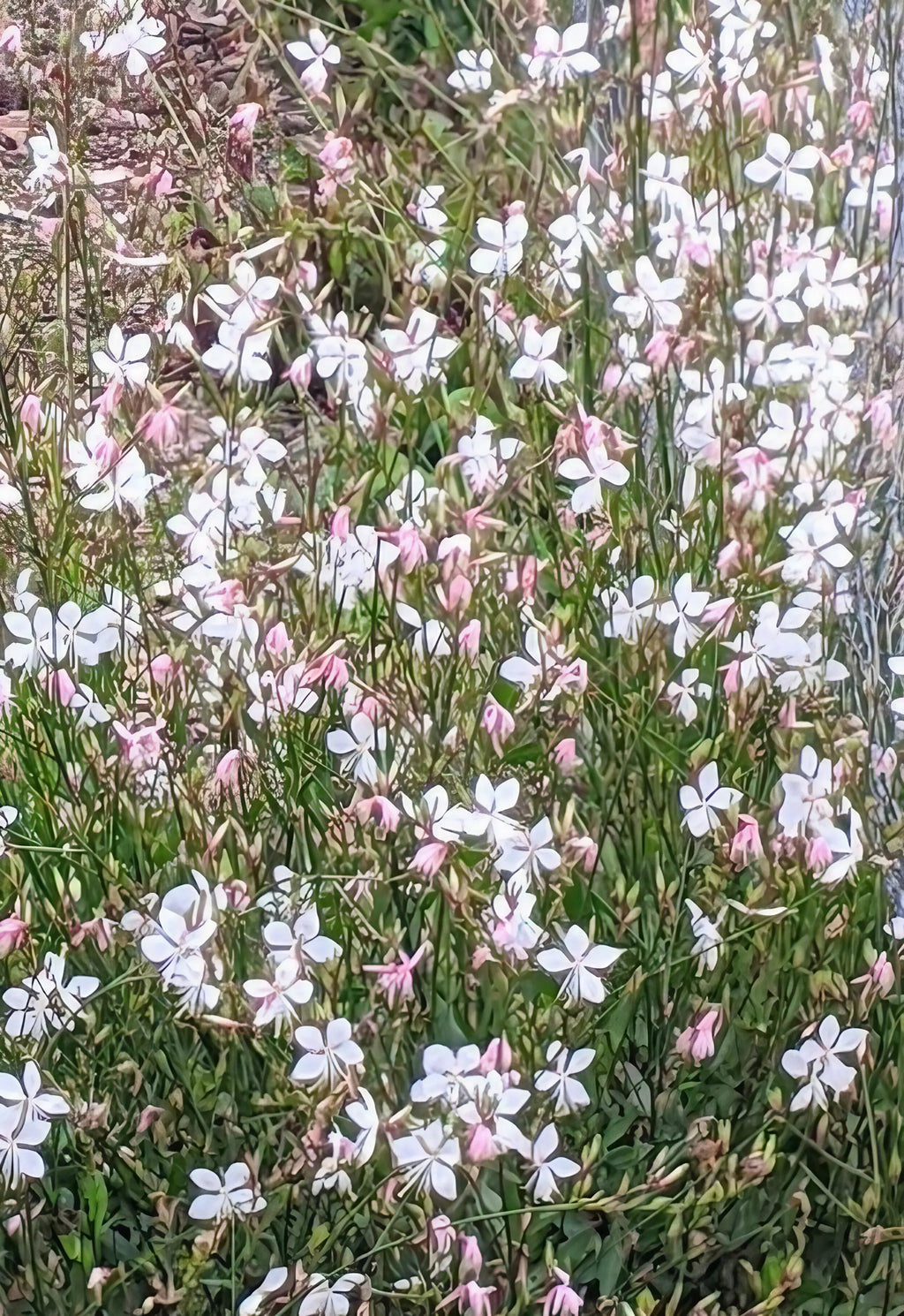 Winter Seed Sowing Flower Box – dense clusters of small white and pale pink flowers
